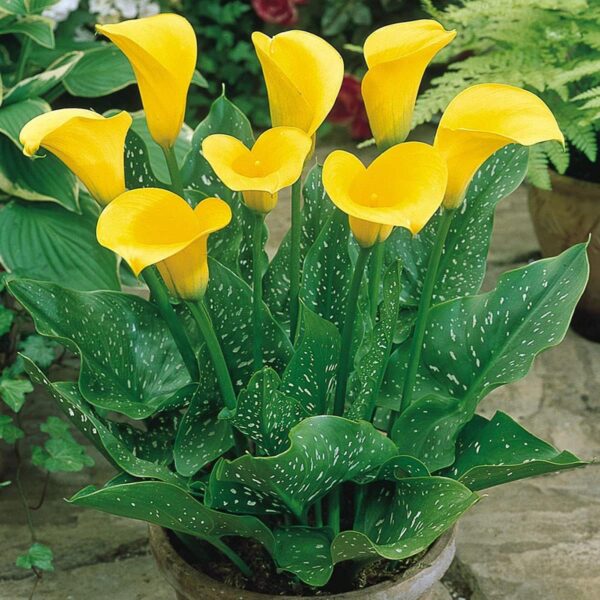 Votaniki Florex Gold Calla (Zantedeschia elliottiana) - Perennials, Calla Lily Bulbs for Planting | Great for Borders, Cutting Gardens, and Containers - Summer Flowers, Easy to Grow