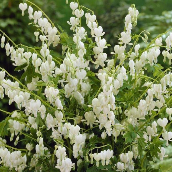 Votaniki White Bleeding Heart - Hardy Perennial, Dicentra Spectabilis ‘Alba’ (Bleeding Heart) | Spring & Summer Flower Bulbs, Easy to Grow