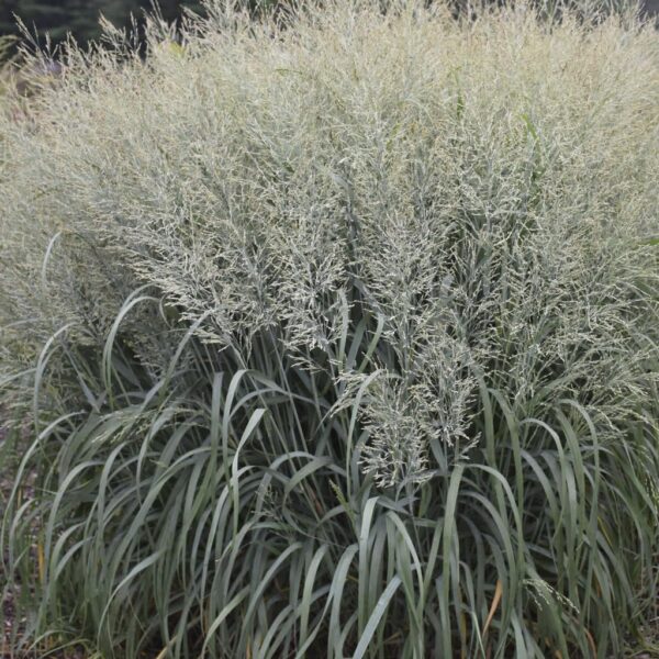 Votaniki 'Niagara Falls' Switch Grass Panicum Virgatum - Perennial Ornamental Grass Roots for Planting, Perfect for Garden Borders, Mass Plantings, Focal Points, & Erosion Control