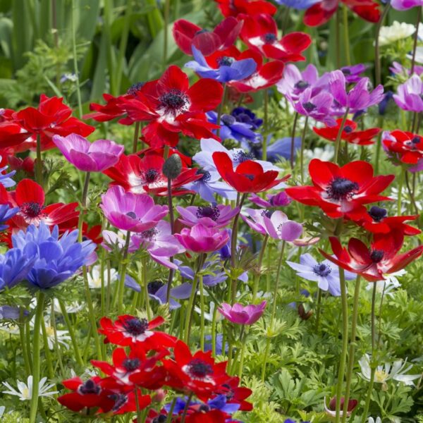 Votaniki Anemone De Caen Mix Bulbs - Long Lasting Vibrant and Colorful Flowers for Garden - Perennial, Fast Growing Anemone Flower Bulbs for Planting