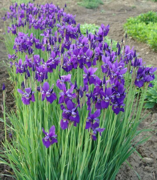 Votaniki Caesar's Brother Siberian Iris - Perennial Flowering Plant, Siberian Iris Rhizomes for Planting | Spring & Summer Flowers, Easy to Grow