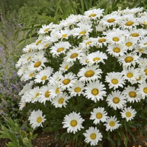 Votaniki Leucanthemum Superbum 'Daisy May' Daisy Duke - Perennials, Shasta Daisy Plants 2 Inch Pot | Ideal for Mixed Borders, Cottage Gardens, and Containers - Summer Flowers, Easy to Grow