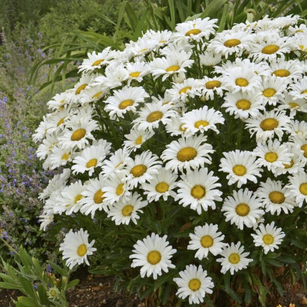 Votaniki Leucanthemum Superbum 'Daisy May' Daisy Duke - Perennials, Shasta Daisy Plants 2 Inch Pot | Ideal for Mixed Borders, Cottage Gardens, and Containers - Summer Flowers, Easy to Grow