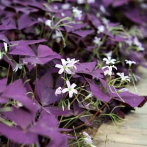 Votaniki Oxalis Triangularis 'Purple Shamrocks' - Perennial Oxalis Triangularis Bulbs for Planting | Dark Purple Foliage & Light Pink Flowers - Perfect for Indoor & Outdoor