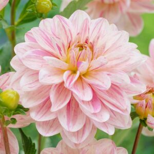 Votaniki Decorative Dahlia Bonesta - Perennials, Dahlia Tubers for Planting | Summer Flowering Dahlia, Suitable for Growing in Pots & Containers, Easy to Grow