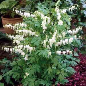 Votaniki White Bleeding Heart - Hardy Perennial, Dicentra Spectabilis ‘Alba’ (Bleeding Heart) | Spring & Summer Flower Bulbs, Easy to Grow