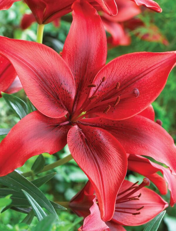 Votaniki Ducati Asiatic Lily Bulbs - Asiatic Lily Red Highland Flowering Bulbs for Planting | Sweet Fragrance, Large Blooms, Attracts Hummingbirds