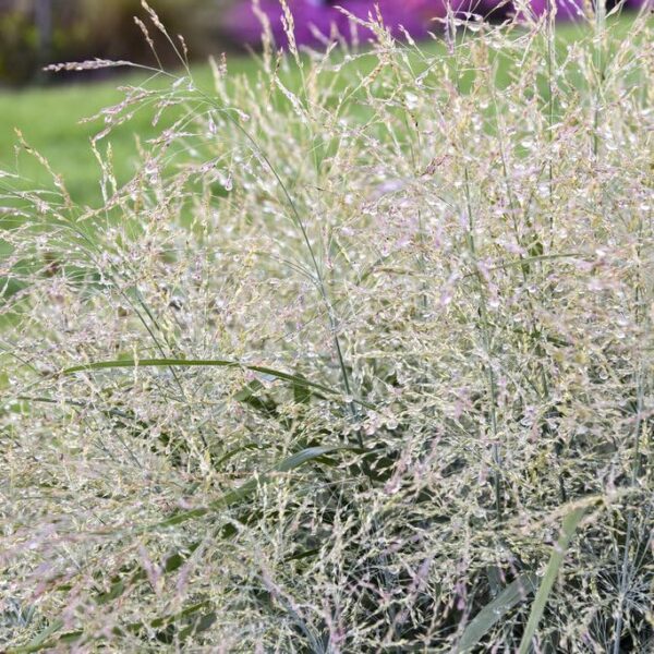 Votaniki 'Niagara Falls' Switch Grass Panicum Virgatum - Perennial Ornamental Grass Roots for Planting, Perfect for Garden Borders, Mass Plantings, Focal Points, & Erosion Control