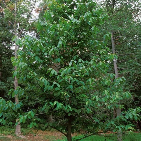 Votaniki Paw Paw Tree 3-4 Ft Tall - Long Lived, High Yielding, Asimina Triloba Paw Paw Fruit Tree Ready to Plant | Easy to Grow