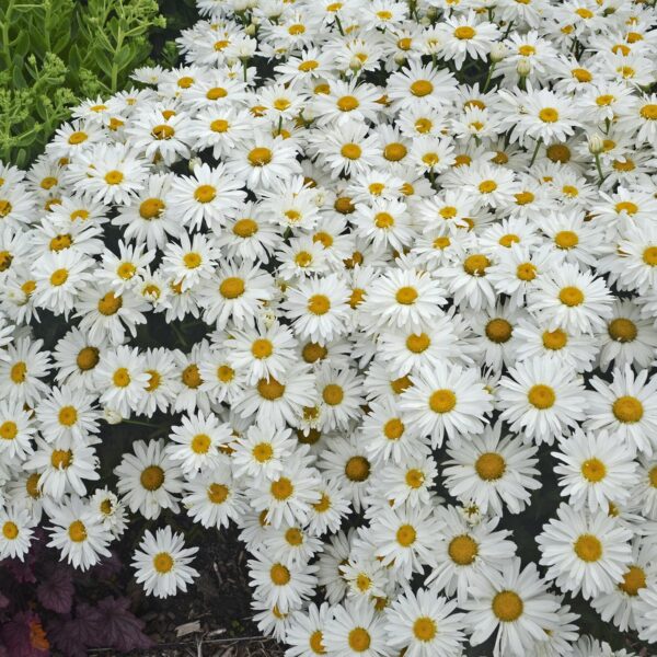 Votaniki Leucanthemum Superbum 'Whoops-a-Daisy' - Perennials, Shasta Daisy Plants 2 Inch Pot | Summer Flowers - Easy to Grow