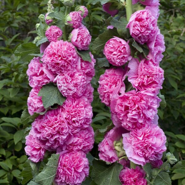 Votaniki Alcea Chaters Double Rose Pink Flowering Rhizome - Perennial, Long-Lasting Blooms, Attracts Pollinators | Pink Hollyhocks Rhizome for Planting, Easy to Grow