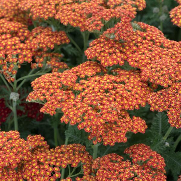 Votaniki Achillea Sassy Summer Sunset - Fragrant Orange and Yellow Flowers, Yarrow XL Root #1 for Planting | Easy to Grow, Blooming All Summer Long