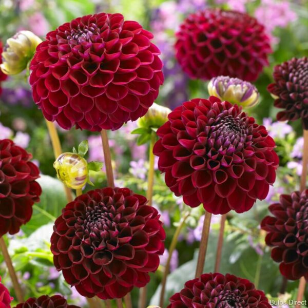 Votaniki Natal Dahlia Tubers - Perennials, Deep Red Dahlia 'Natal' | Perfect for Borders, in Pots Or As a Cut Flower, Easy to Grow