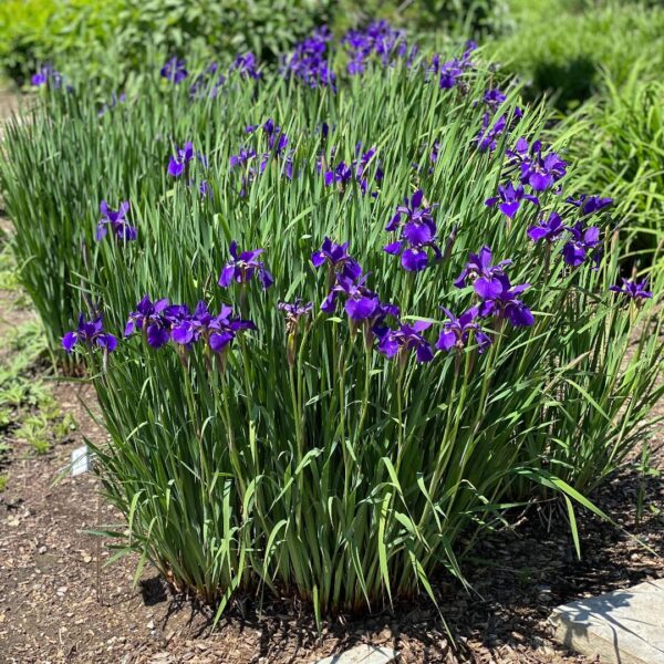 Votaniki Caesar's Brother Siberian Iris - Perennial Flowering Plant, Siberian Iris Rhizomes for Planting | Spring & Summer Flowers, Easy to Grow