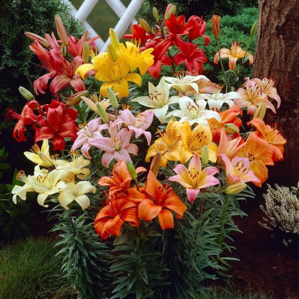 Votaniki Asiatic Lily Mixed Bulbs - Long Lasting Blooms, Trumpet Shaped Flowers | Perennial 'Lilium Asiatic' Lily - Easy to Grow