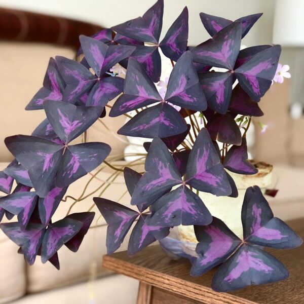 Votaniki Oxalis Triangularis 'Purple Shamrocks' - Perennial Oxalis Triangularis Bulbs for Planting | Dark Purple Foliage & Light Pink Flowers - Perfect for Indoor & Outdoor