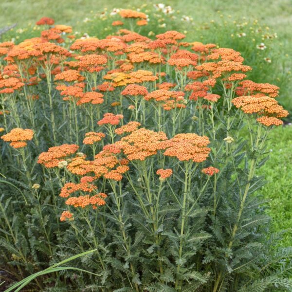 Votaniki Achillea Sassy Summer Sunset - Fragrant Orange and Yellow Flowers, Yarrow XL Root #1 for Planting | Easy to Grow, Blooming All Summer Long