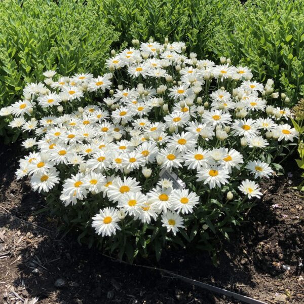 Votaniki Leucanthemum Superbum 'Whoops-a-Daisy' - Perennials, Shasta Daisy Plants 2 Inch Pot | Summer Flowers - Easy to Grow