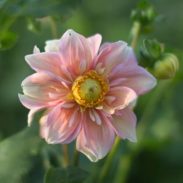 Votaniki Apple Blossom Dahlia - Perennial & Reblooming,Collarette Appleblossom Dahlia Tubers for Planting | Summer Flowers, Easy to Grow