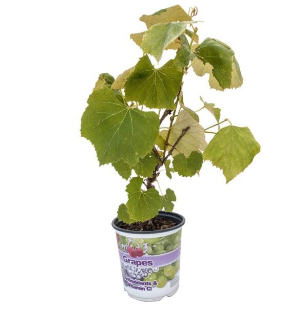 Votaniki Concord Seedless Grape Bare Root Plant - Sweet, Juicy, and Easy to Grow | Seedless Grape Bare-Root for Planting