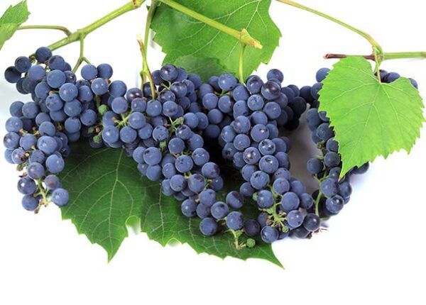 Votaniki Concord Seedless Grape Bare Root Plant - Sweet, Juicy, and Easy to Grow | Seedless Grape Bare-Root for Planting