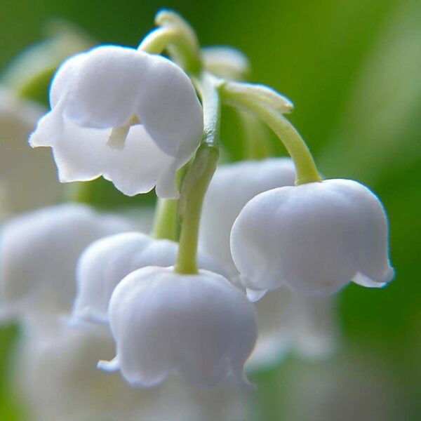 Votaniki White Lily of The Valley - Fragrant, Long Lasting Blooms, Perennial (Convallaria Majalis) Lily of The Valley Bare Root for Planting | Spring Flower, Perfect for Outdoor & Indoor