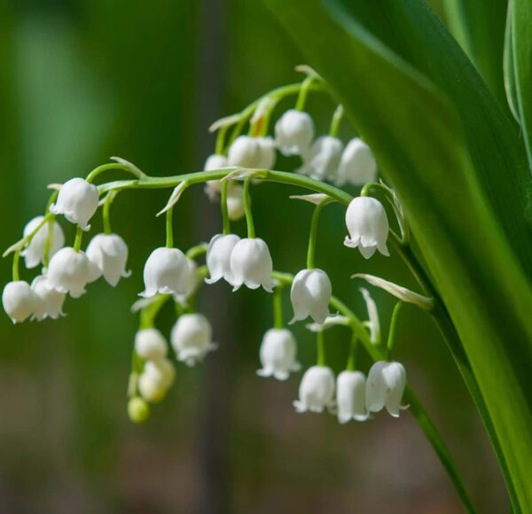 Votaniki White Lily of The Valley Bulbs - Convallaria Majalis, Perennial, Fragrant Flowers | Easy to Grow and Care - White Lily of The Valley Ideal for Ground Covers, Borders, and Cut Flowers