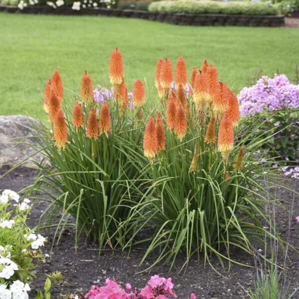 Votaniki Backdraft Red Hot Poker Bulbs - Perennial, Vibrant, Long Lasting Blooms for Any Garden - Easy to Grow and Low Maintenance