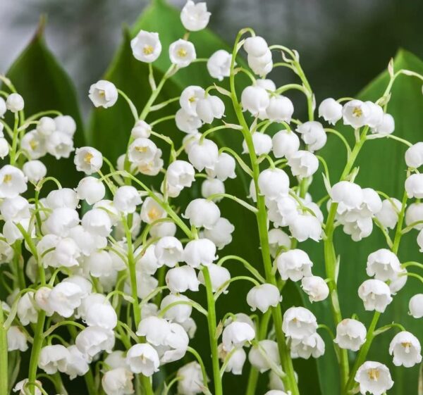 Votaniki White Lily of The Valley Bulbs - Convallaria Majalis, Perennial, Fragrant Flowers | Easy to Grow and Care - White Lily of The Valley Ideal for Ground Covers, Borders, and Cut Flowers