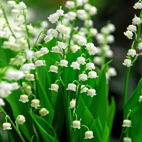 Votaniki White Lily of The Valley - Fragrant, Long Lasting Blooms, Perennial (Convallaria Majalis) Lily of The Valley Bare Root for Planting | Spring Flower, Perfect for Outdoor & Indoor