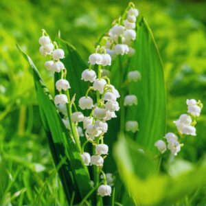 Votaniki White Lily of The Valley Bulbs - Convallaria Majalis, Perennial, Fragrant Flowers | Easy to Grow and Care - White Lily of The Valley Ideal for Ground Covers, Borders, and Cut Flowers