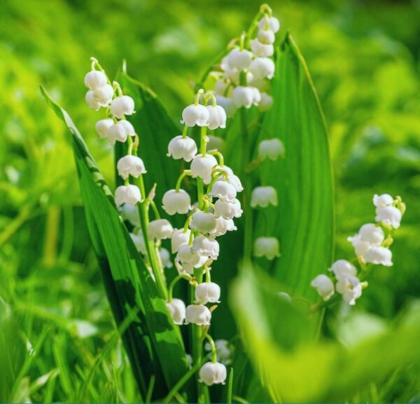 Votaniki White Lily of The Valley Bulbs - Convallaria Majalis, Perennial, Fragrant Flowers | Easy to Grow and Care - White Lily of The Valley Ideal for Ground Covers, Borders, and Cut Flowers