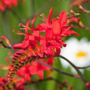 Votaniki Spectacular Lucifer Crocosmia Lily Bulbs - Perennial Sword Lily, Long Lasting Beauty | Easy to Grow Lily Bulbs for Planting