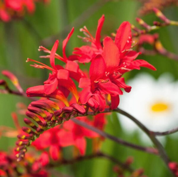 Votaniki Spectacular Lucifer Crocosmia Lily Bulbs - Perennial Sword Lily, Long Lasting Beauty | Easy to Grow Lily Bulbs for Planting