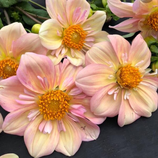 Votaniki Apple Blossom Dahlia - Perennial & Reblooming,Collarette Appleblossom Dahlia Tubers for Planting | Summer Flowers, Easy to Grow