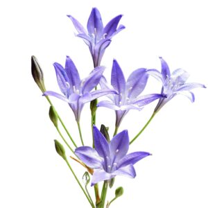 Votaniki Queen Fabiola Triteleia Bulbs - Perennial Flower, Long-Lasting Display | Fragrant Purple-Blue Triteleia Bulbs - Easy to Grow, Perfect for Cut