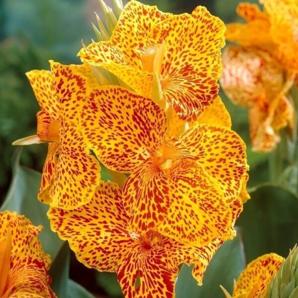 Votaniki Picasso Canna Bulbs - Long Lasting Blooms, Perennial Canna Lily Flower Bulbs for Planting - Easy to Grow and Low Maintenance Canna Plants