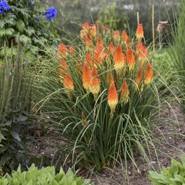 Votaniki Backdraft Red Hot Poker Bulbs - Perennial, Vibrant, Long Lasting Blooms for Any Garden - Easy to Grow and Low Maintenance