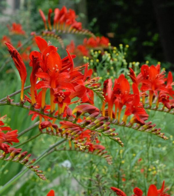 Votaniki Spectacular Lucifer Crocosmia Lily Bulbs - Perennial Sword Lily, Long Lasting Beauty | Easy to Grow Lily Bulbs for Planting