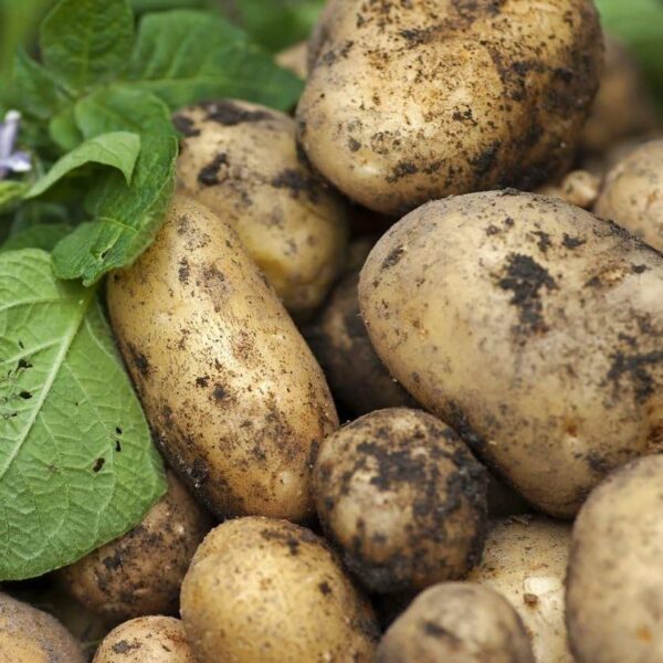 Votaniki Kennebec Potatoes Seed - Versatile and High Yielding and Long Term Storage Potato - Easy to Grow and Low Maintenance