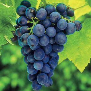 Votaniki Concord Seedless Grape Bare Root Plant - Sweet, Juicy, and Easy to Grow | Seedless Grape Bare-Root for Planting