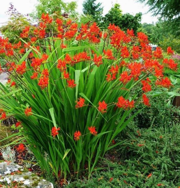 Votaniki Spectacular Lucifer Crocosmia Lily Bulbs - Perennial Sword Lily, Long Lasting Beauty | Easy to Grow Lily Bulbs for Planting