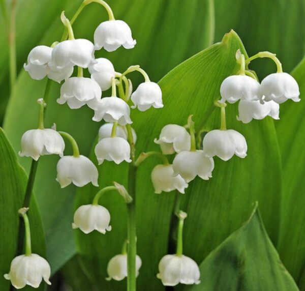 Votaniki White Lily of The Valley - Fragrant, Long Lasting Blooms, Perennial (Convallaria Majalis) Lily of The Valley Bare Root for Planting | Spring Flower, Perfect for Outdoor & Indoor