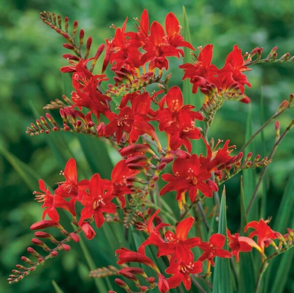 Votaniki Spectacular Lucifer Crocosmia Lily Bulbs - Perennial Sword Lily, Long Lasting Beauty | Easy to Grow Lily Bulbs for Planting