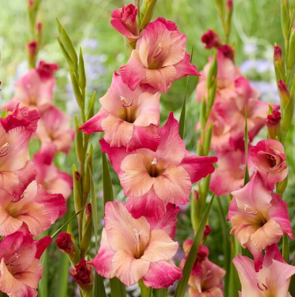 Votaniki Apricot Bubble Gum Gladiolus Bulbs - Perennial & Large Flowered Gladiolus 'Apricot Bubblegum' | Summer Flowering Bulbs, Easy to Grow