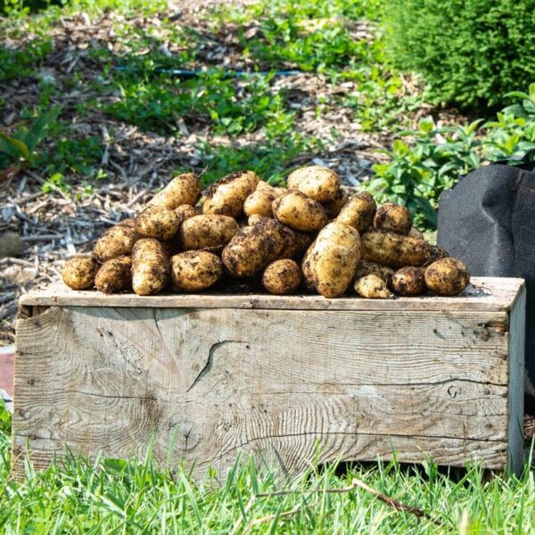 Votaniki Kennebec Potatoes Seed - Versatile and High Yielding and Long Term Storage Potato - Easy to Grow and Low Maintenance