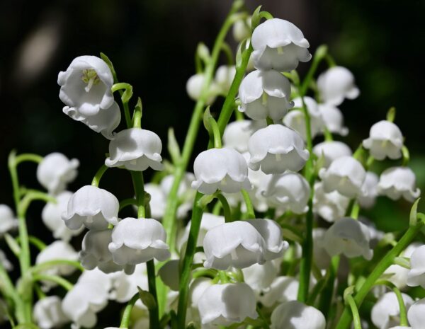 Votaniki White Lily of The Valley Bulbs - Convallaria Majalis, Perennial, Fragrant Flowers | Easy to Grow and Care - White Lily of The Valley Ideal for Ground Covers, Borders, and Cut Flowers