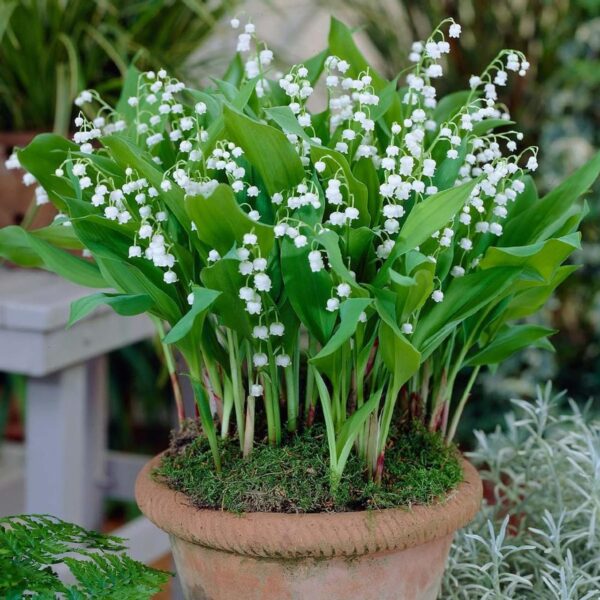 Votaniki White Lily of The Valley - Fragrant, Long Lasting Blooms, Perennial (Convallaria Majalis) Lily of The Valley Bare Root for Planting | Spring Flower, Perfect for Outdoor & Indoor