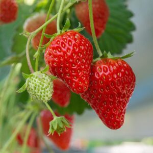 Votaniki Allstar Strawberry Roots for Planting - Juicy, Sweet Strawberries, Strong and Healthy Strawberry Root - Easy to Grow