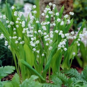 Votaniki White Lily of The Valley - Fragrant, Long Lasting Blooms, Perennial (Convallaria Majalis) Lily of The Valley Bare Root for Planting | Spring Flower, Perfect for Outdoor & Indoor